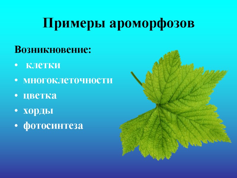 Примеры ароморфозов Возникновение:  клетки многоклеточности цветка хорды фотосинтеза